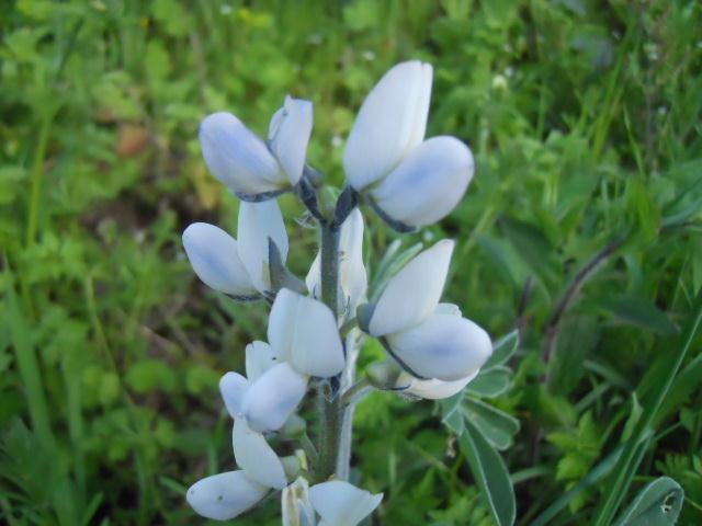 Lupinus albus / Lupino bianco